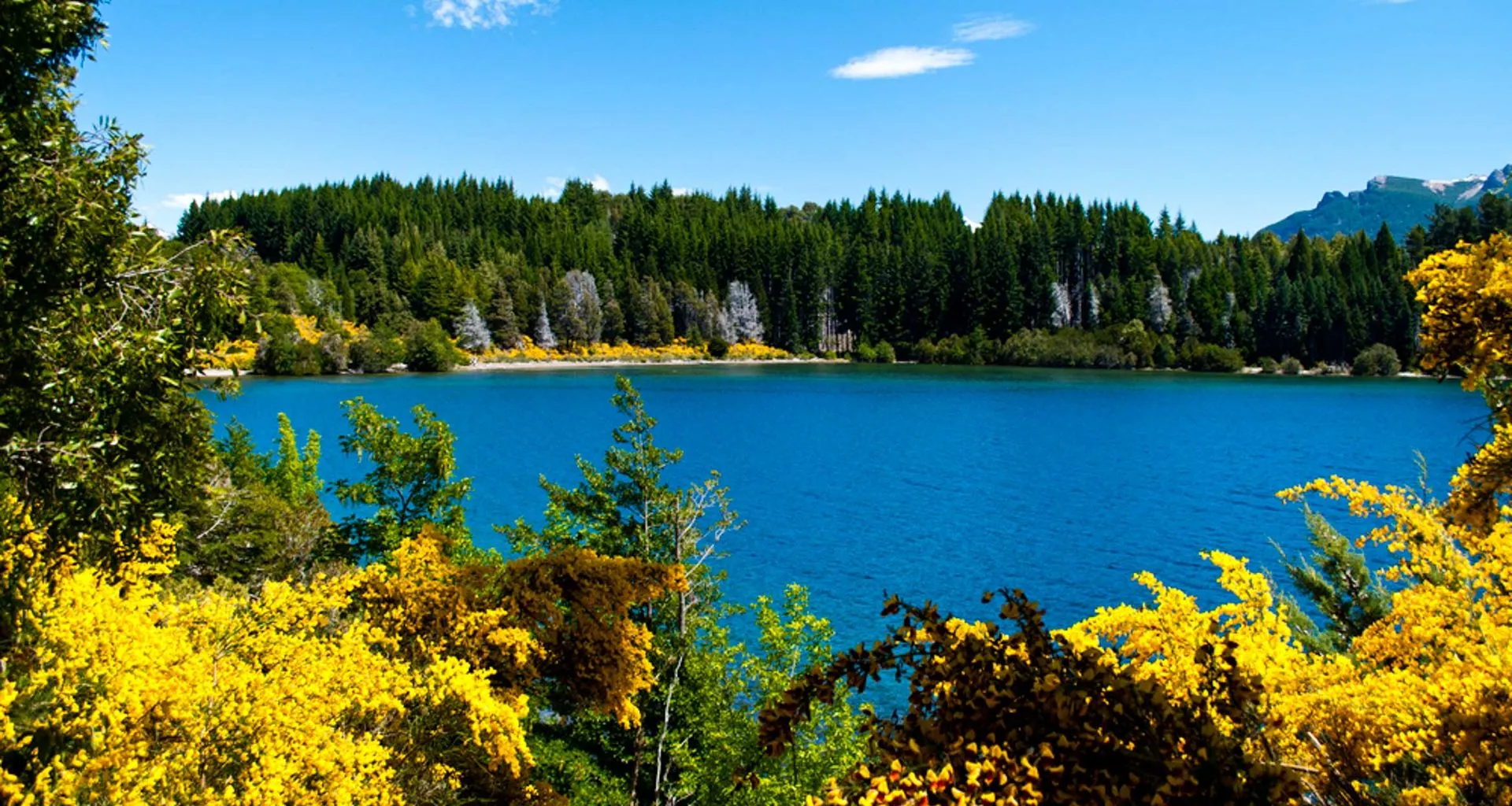 View through trees of Patagonia lake