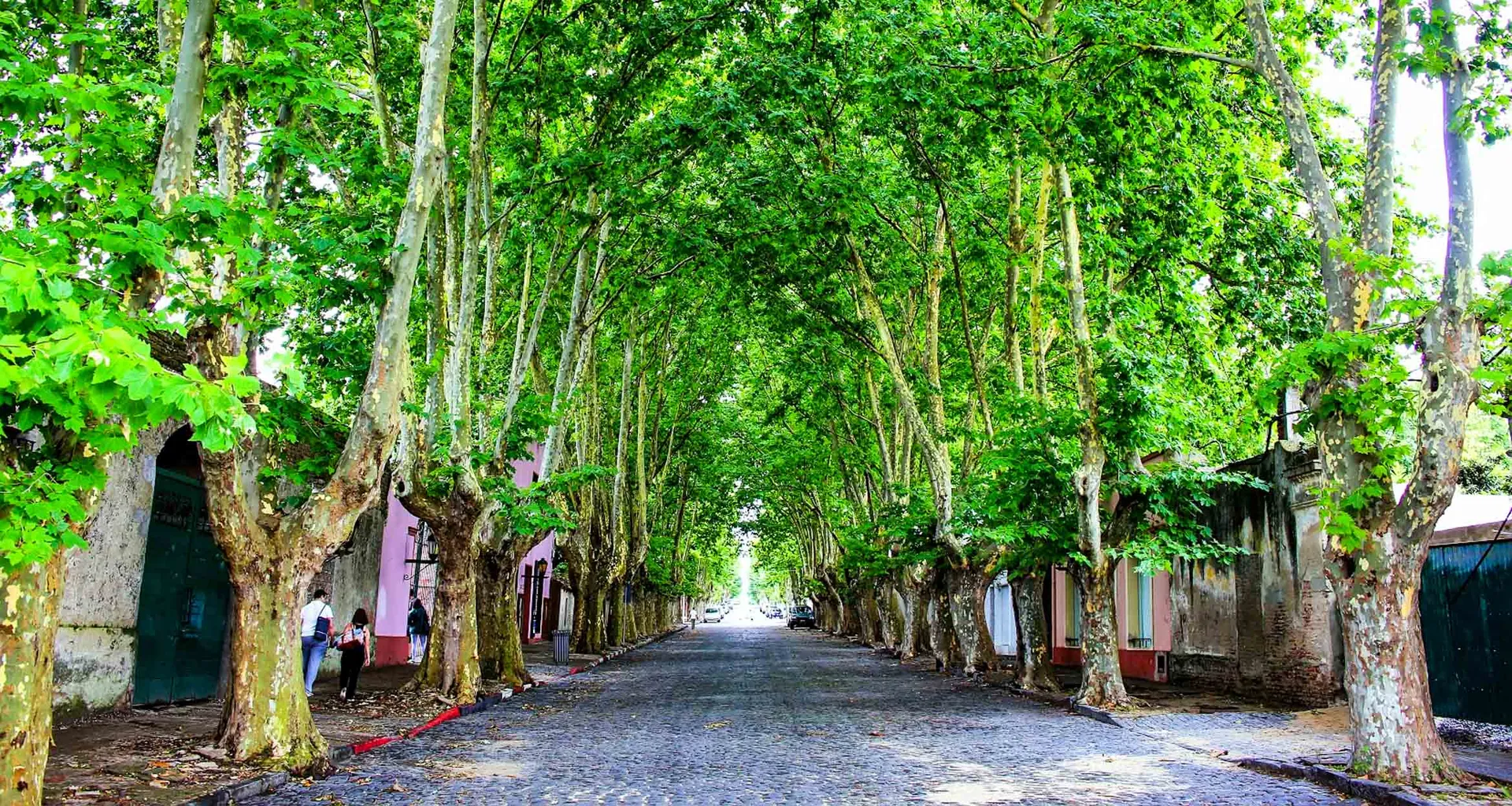 Trees over park path