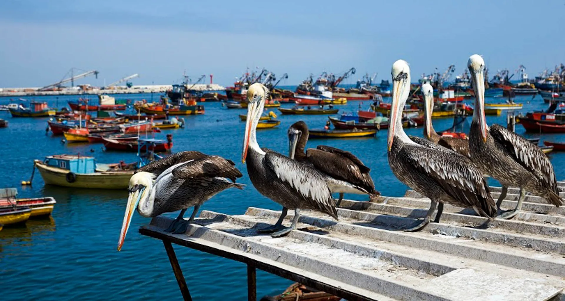 Group of pelicans sit on tin roof near coast