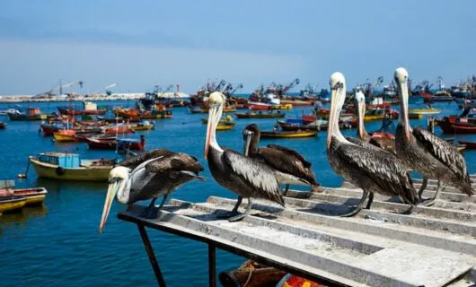 Group of pelicans sit on tin roof near coast