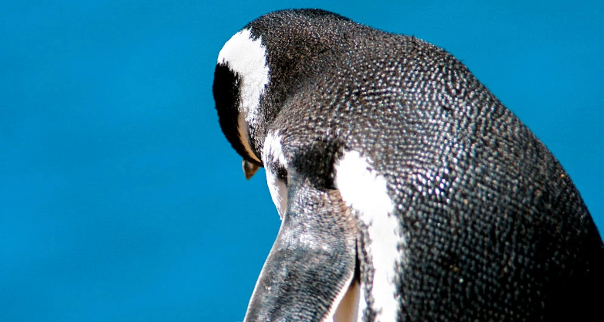 Penguin faces away from camera