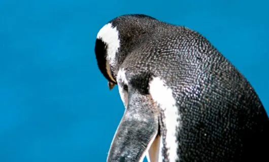 Penguin faces away from camera