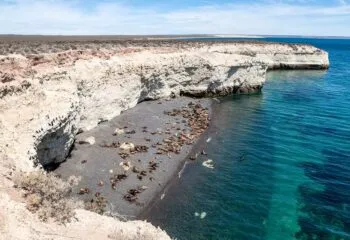Whales relaxing at Peninsula Valdes