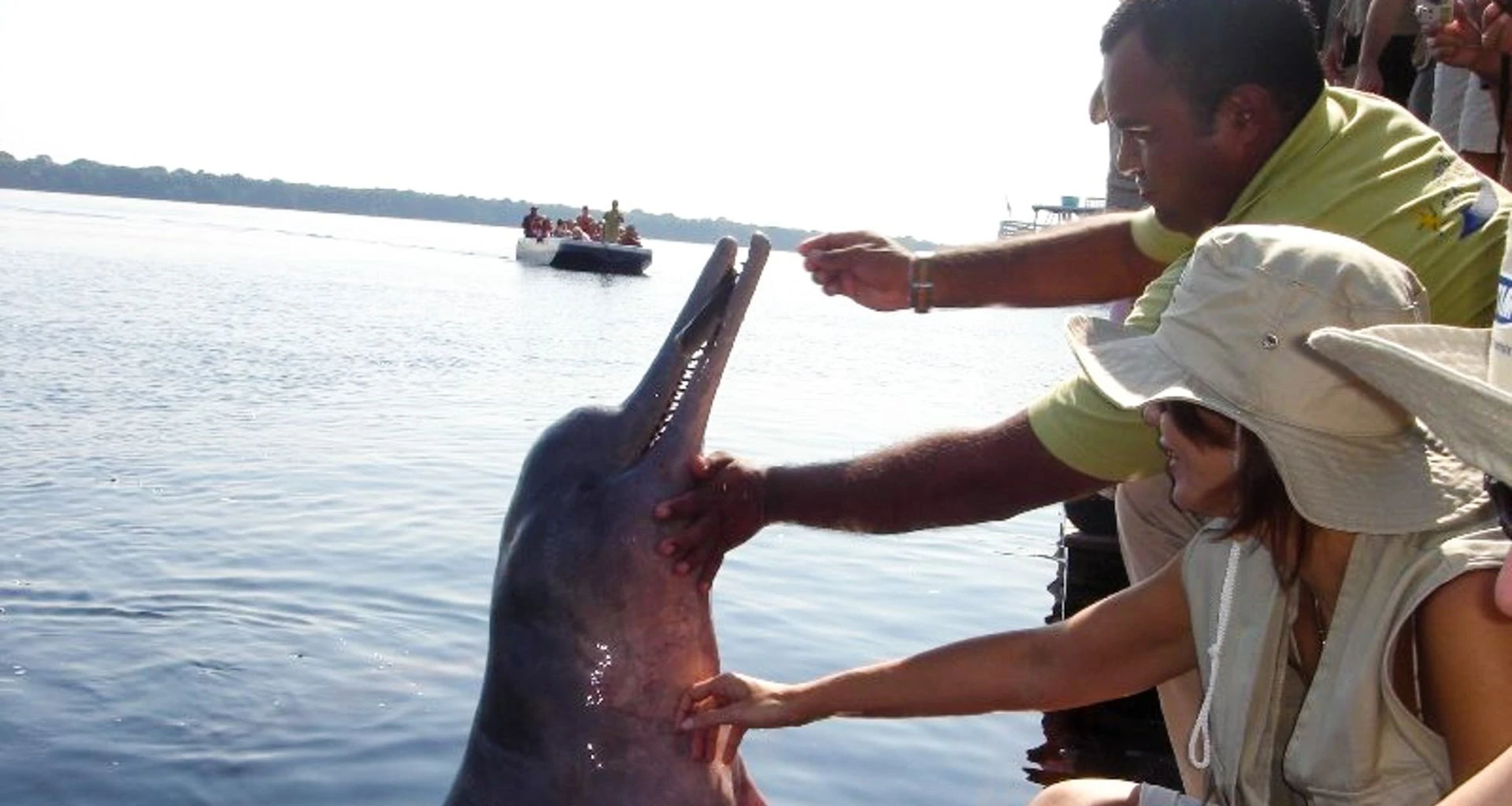 Group of travelers feed dolphin over edge of ship