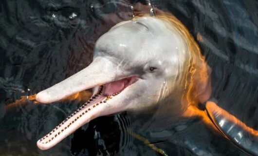 Pink river dolphin pokes head out of water