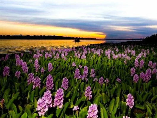 River near Pousada Rio Mutum Pantanal Lodge