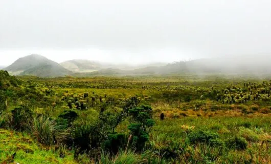 Foggy field in Purace National Park