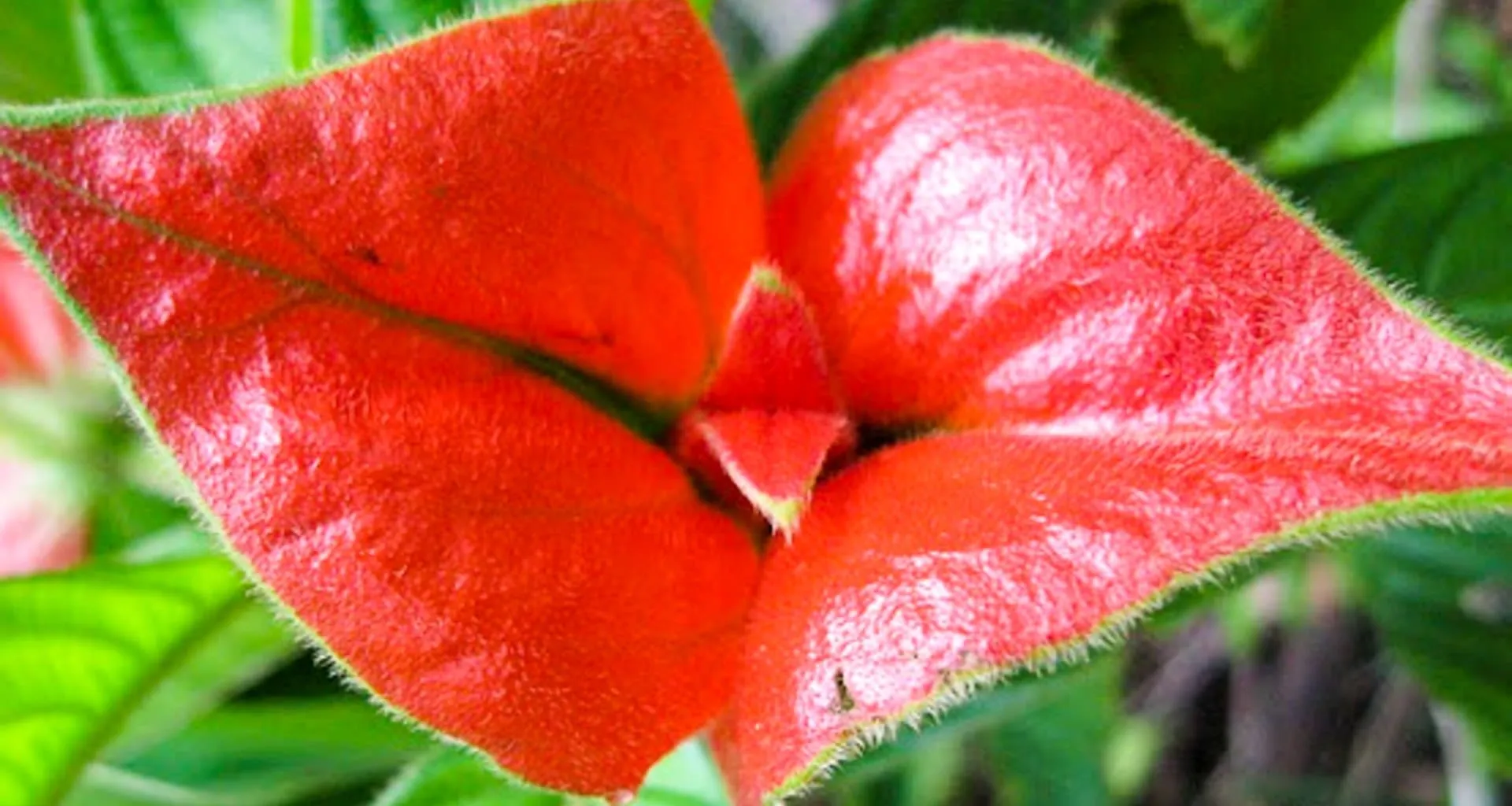 Close up of red flower