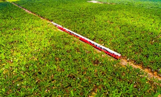 Aerial view of red train in crop field