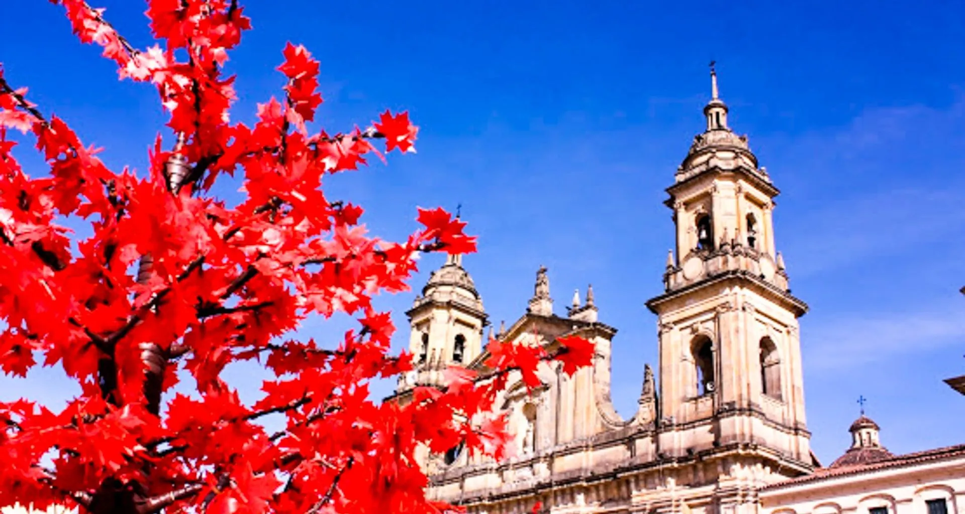 Red leafed tree in front of church