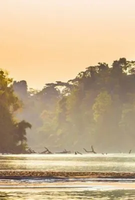 Sunset over Amazon river full of wildlife