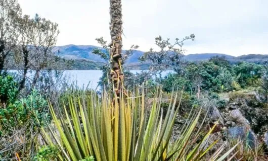 Plants on rocky shore near lake