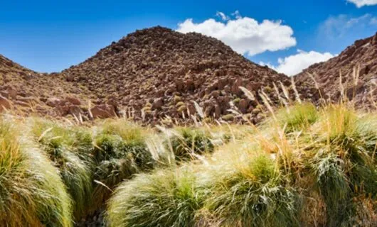 Rocky hill behind grassy tufts