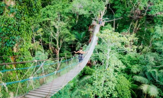 Aerial view of woman crossing jungle rope bridge