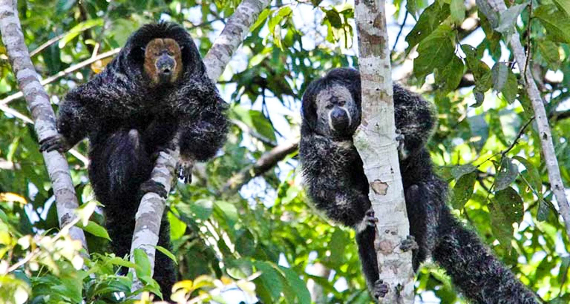 Saki monkeys sit in tree branches