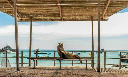 Seal sits on bench in beach gazebo
