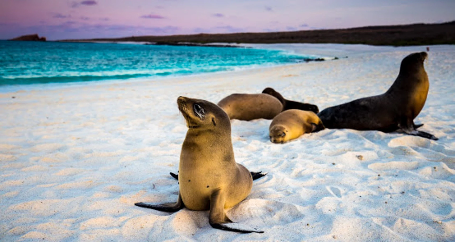Seals rest on white sand of Ecuador beach