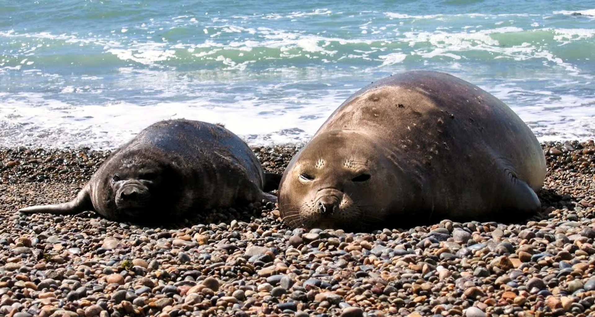 Seals lie on rocky beach
