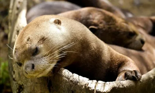 Otters asleep in hollow log
