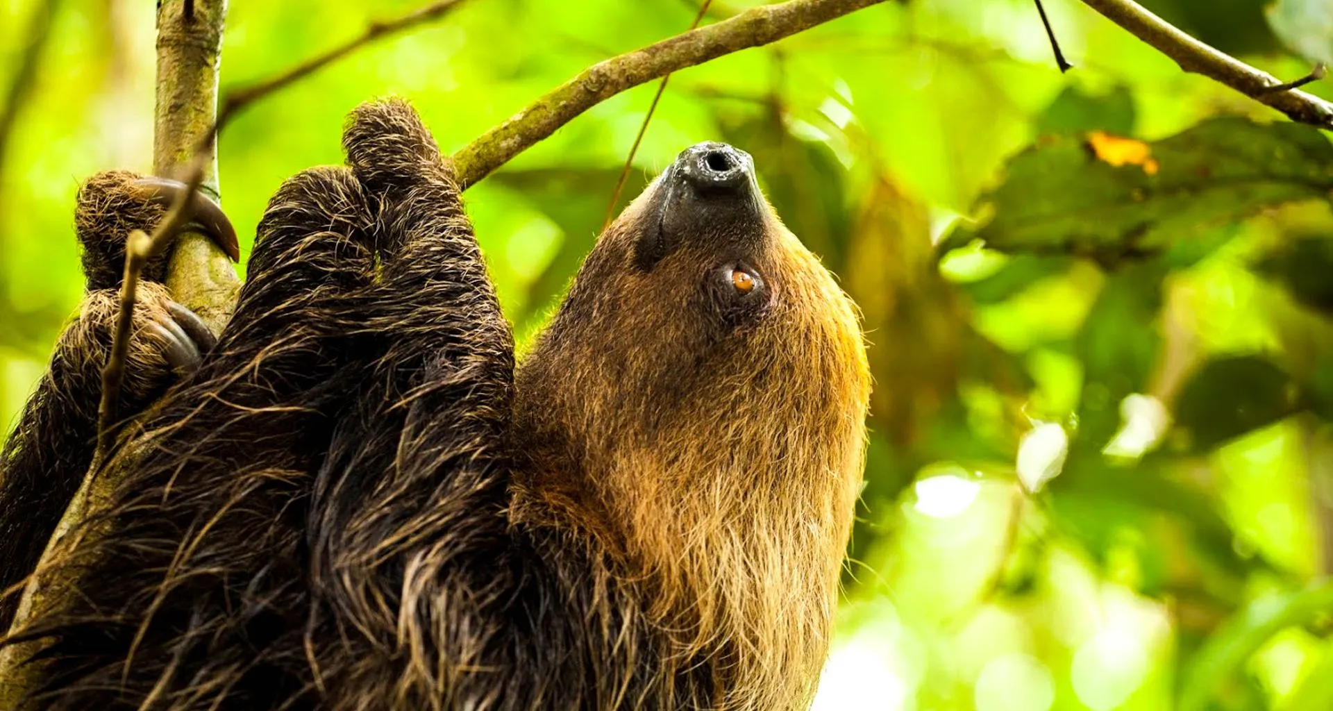 Sloth climbs jungle tree