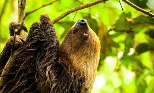 Sloth climbs jungle tree