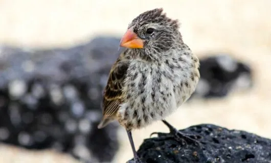 Small bird sits on black rock