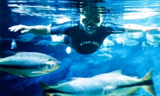 Snorkeler looks at fish