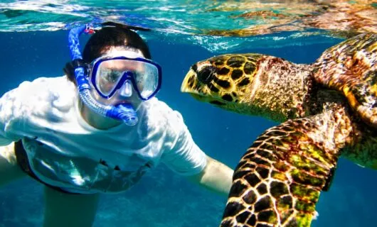 Traveler snorkels with sea turtles