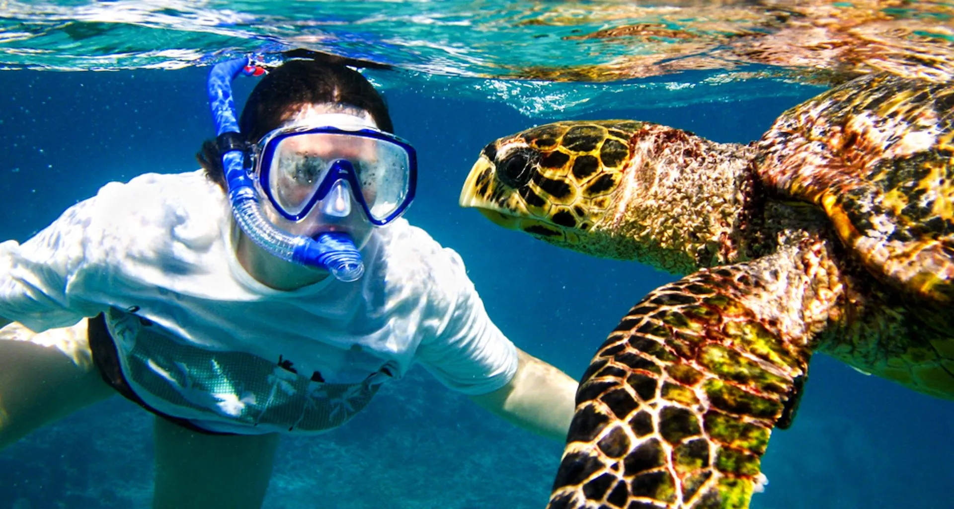 Traveler snorkels with sea turtles