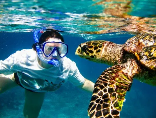 Traveler snorkels with sea turtles
