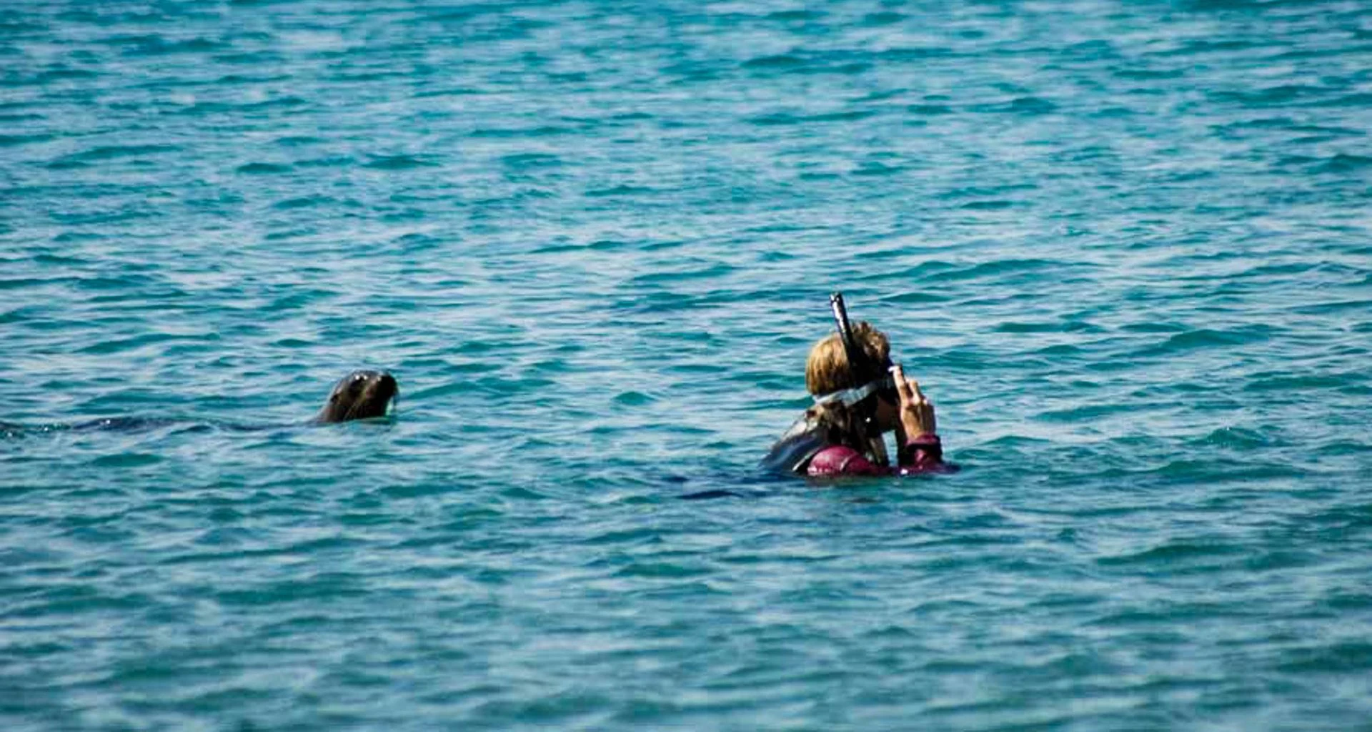Snorkeling traveler is followed by seal
