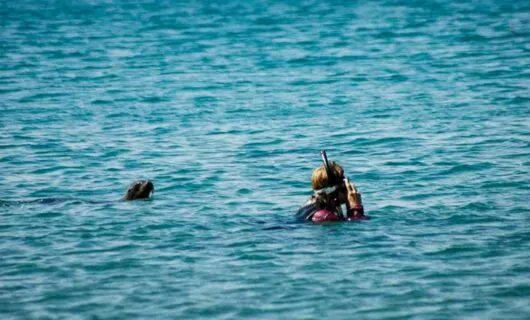 Snorkeling traveler is followed by seal