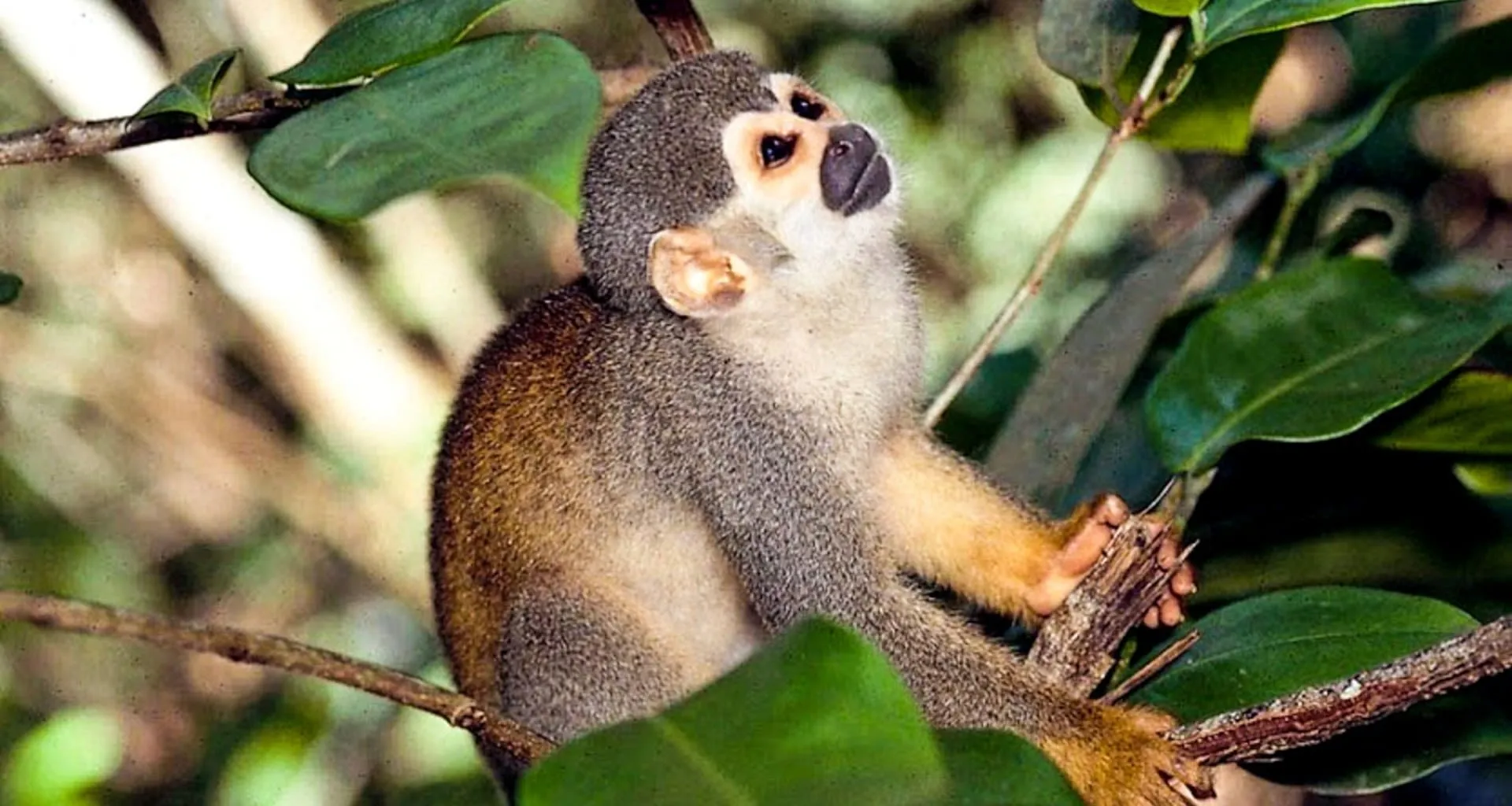 Squirrel monkey sits on tree branch