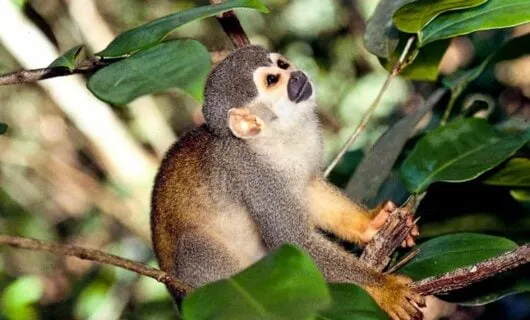 Squirrel monkey sits on tree branch