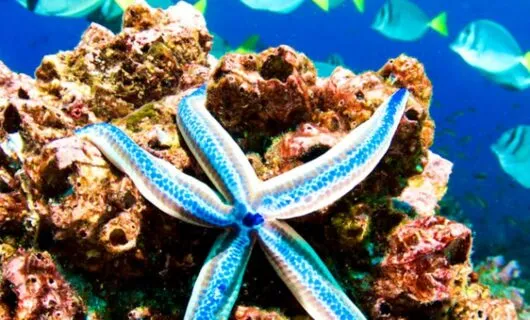 Blue starfish clings to coral