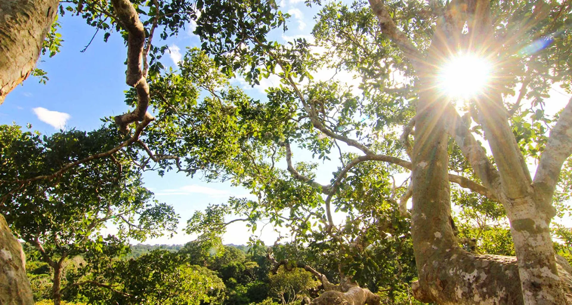 Sun breaks through tree canopy