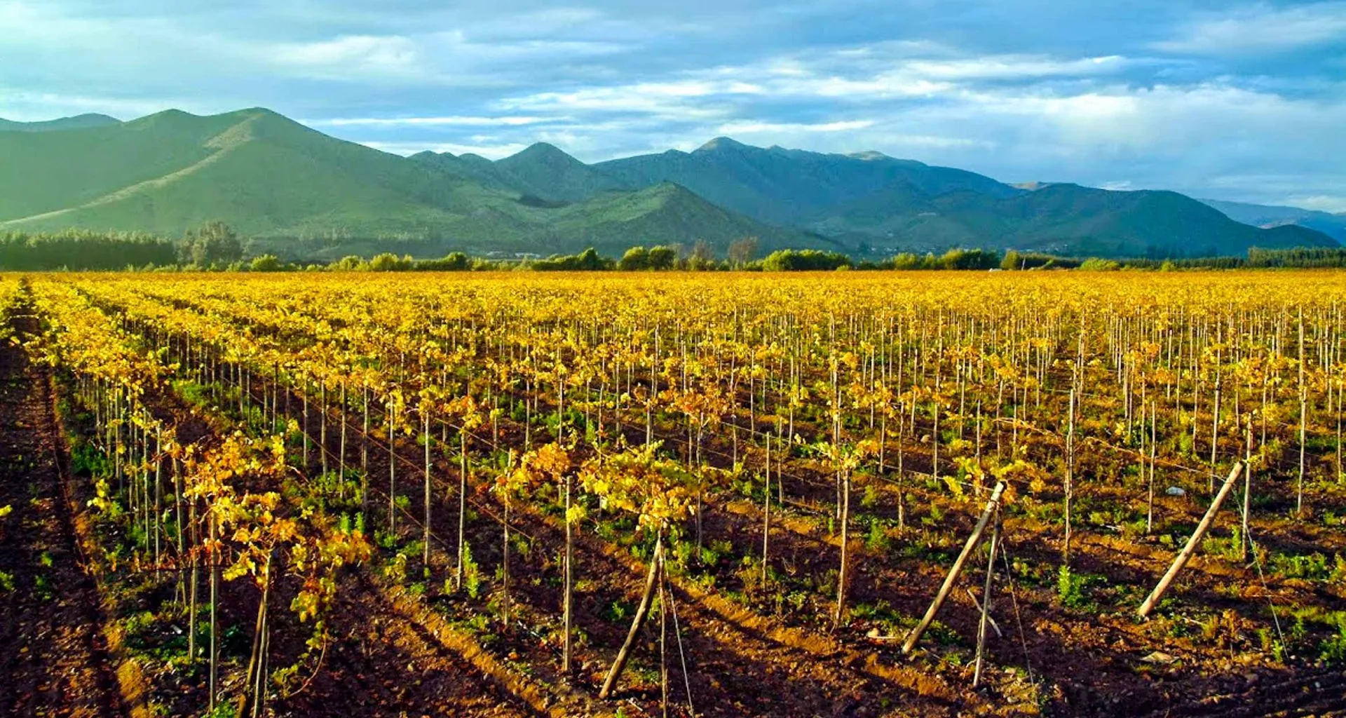 South America vineyard at sunset