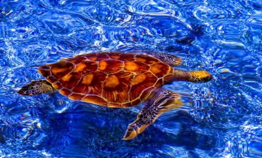 Turtle swims through blue water