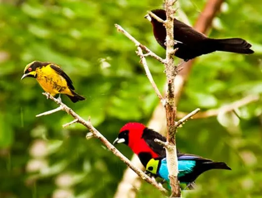 Birds near Tahuayo Lodge