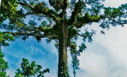 Top of very tall jungle tree