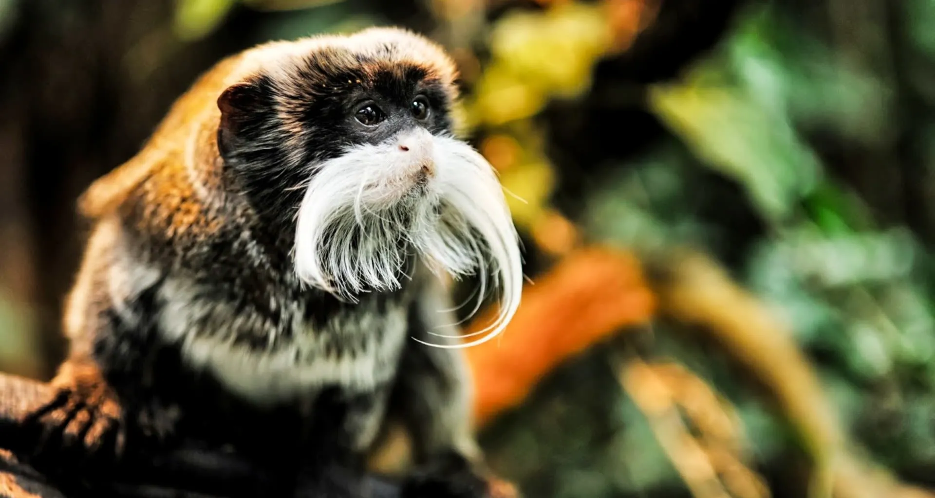 Tamarin monkey in rainforest