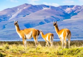 Three llamas stand in South America field