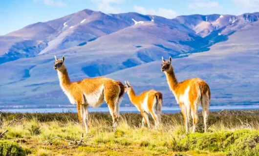 Three llamas stand in South America field