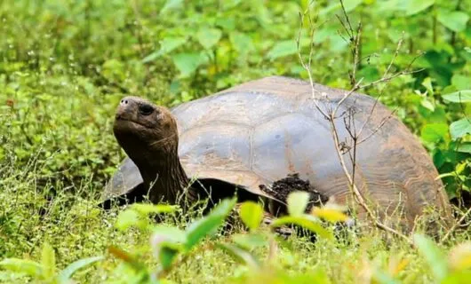 Giant tortoise in tall grass