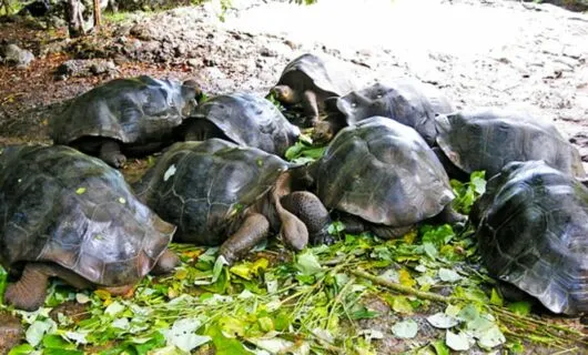 Group of tortoises eating leaves