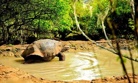 Tortoise walks through shallow, muddy water