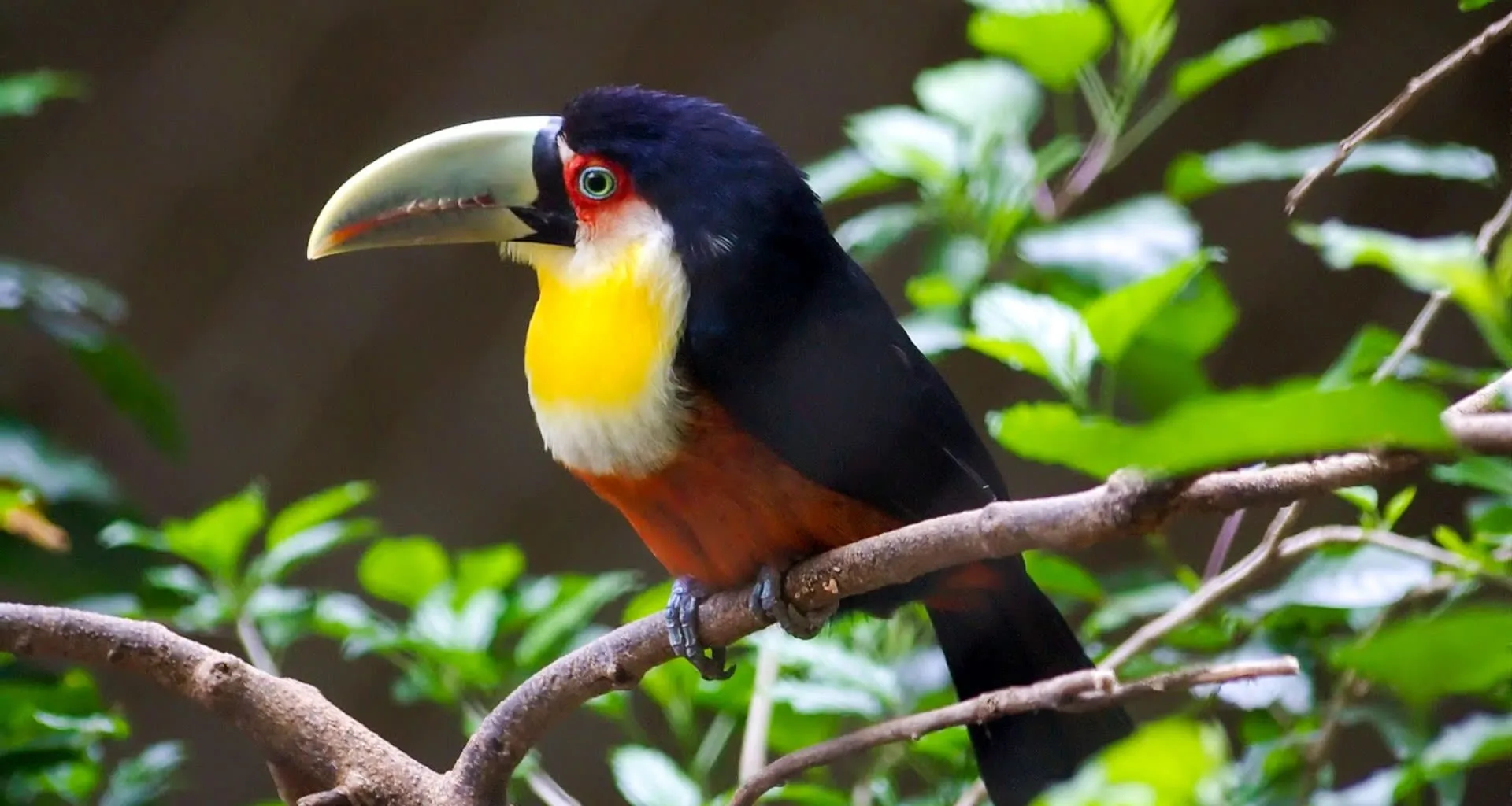 Toucan sits on branch in jungle