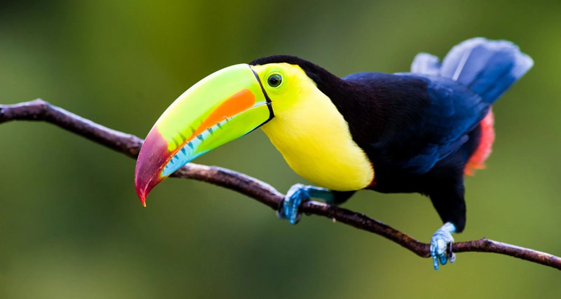 Toucan sits on small branch