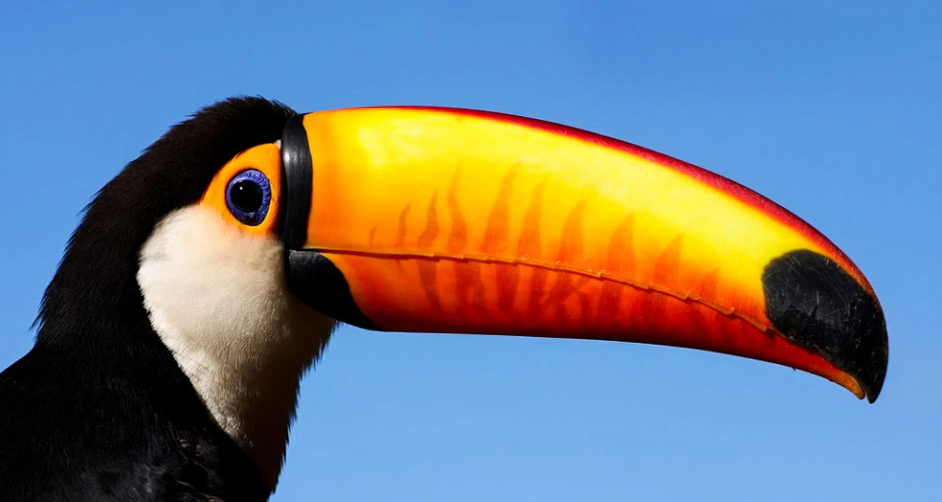 Close up of toucan