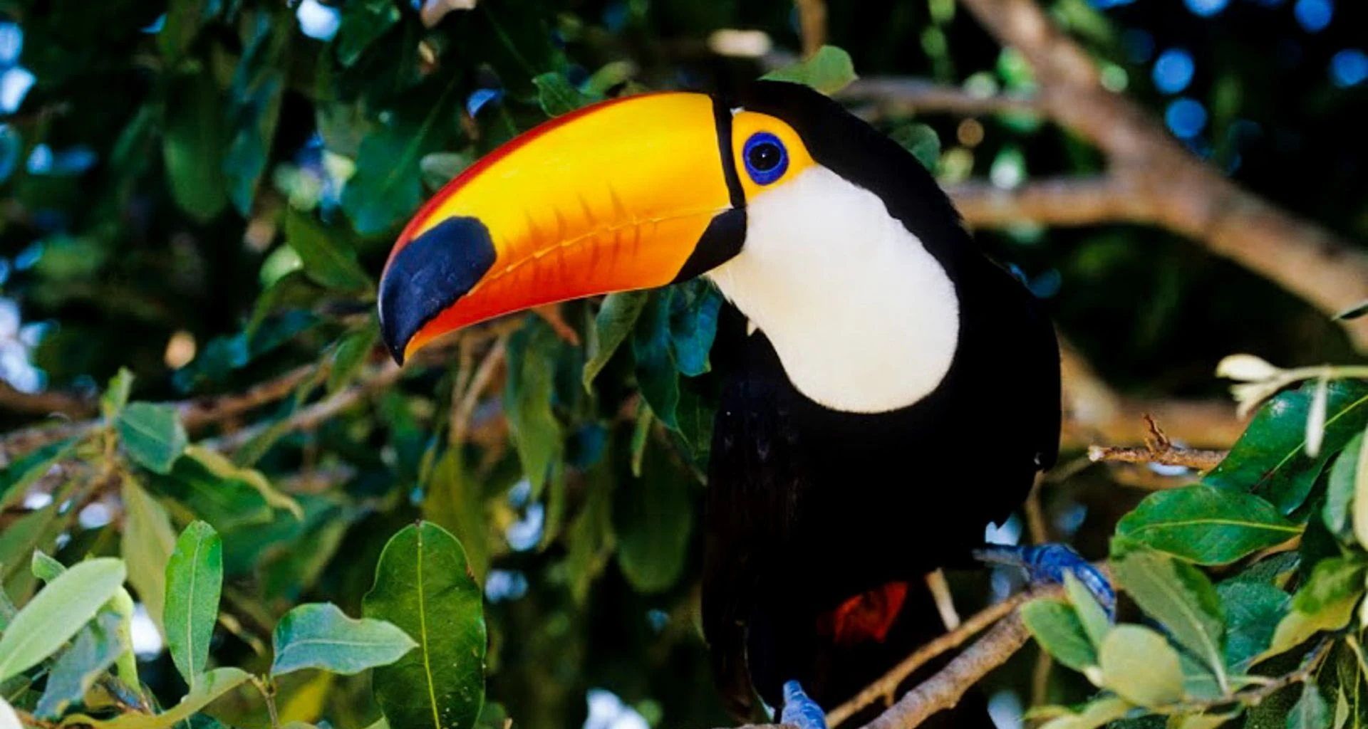 Toucan sits in jungle tree